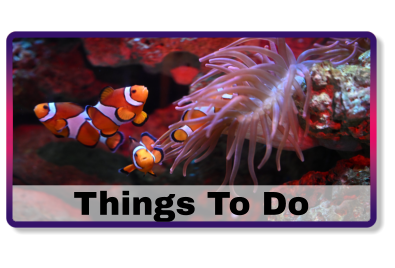 Things To Do